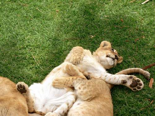 Lion Cub Play Wild Wildlife Africa
