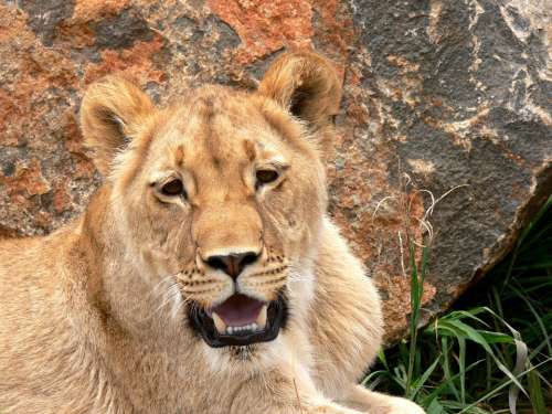 Lion Lioness Cat Leo Wild Wildlife Animal Africa