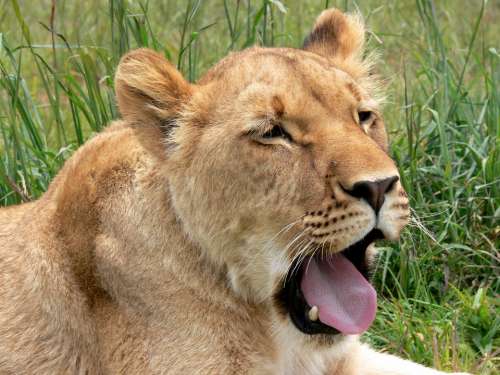 Lion Lioness Yawn Tired Cat Wild Wildlife Africa