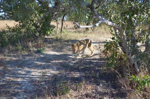 Lion Prowl Bush Animal Africa Wildlife