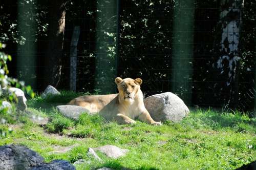 Lion Wild Zoo Lioness Fur Animal Predator Park