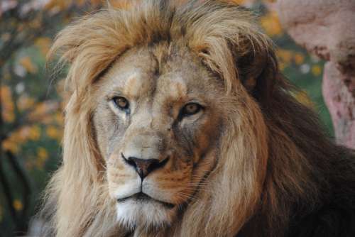 Lion Wild Animal Zoo Wild Predator Animals