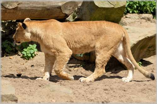 Lion Lioness Wildlife Hunter Animal Animals Zoo