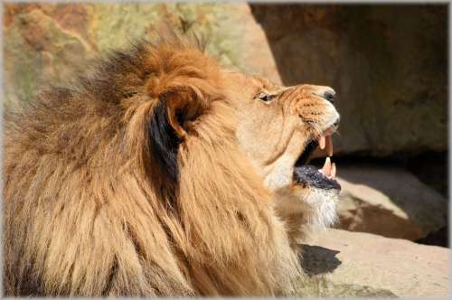 Lion Lioness Wildlife Hunter Animal Animals Zoo