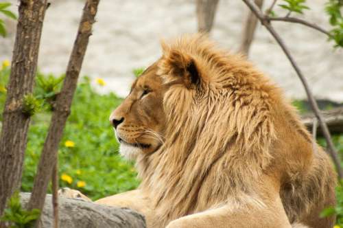 Lion The Mane Head Animal