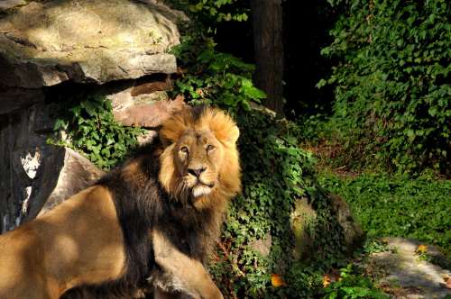 Lion Zoo Big Cat Predator Animals Dangerous Mane