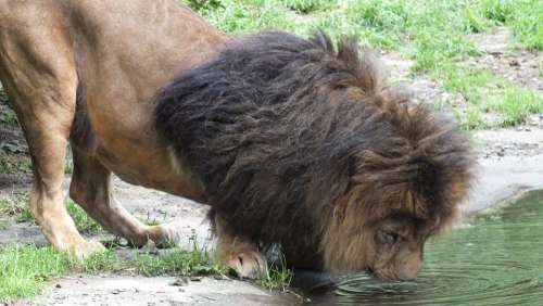 Lion Big Cat Drink Predator