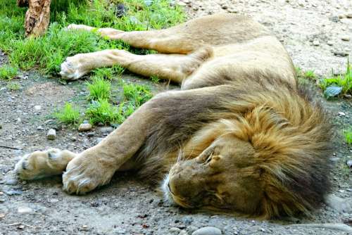 Lion Lying Sleepy Sleeping Animal Tired Rest