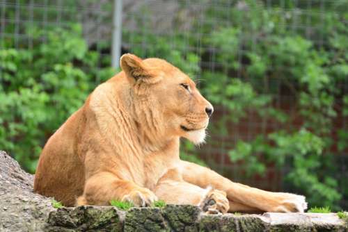 Lion Lioness Animal World Animal Vigilant Zoo