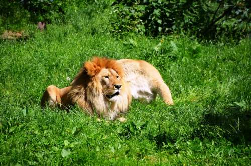 Lion Wild Animals Animal Pair