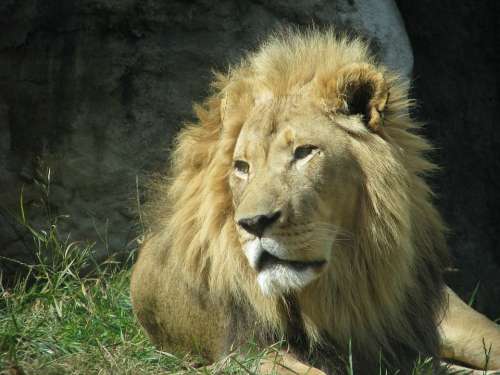 Lion Animal Wildlife African Mane King Predator