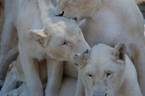 Lion Africa White Animal Safari Predator Pride