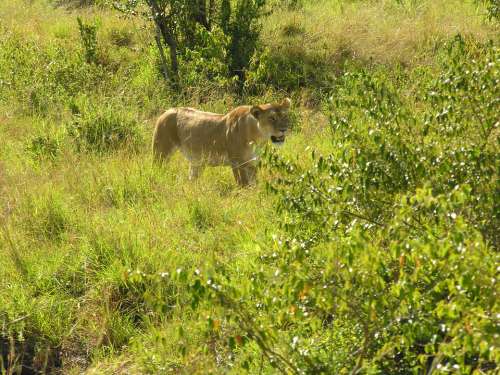 Lion Nature Wildlife Africa Safari