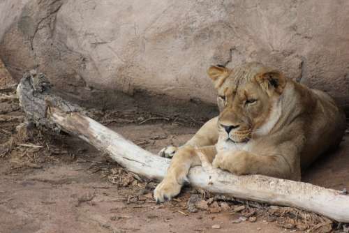 Lion Wildlife Wild Animal Cat Feline Safari