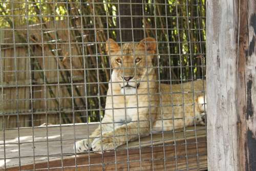 Lion Lioness Animal Zoo Zoological Cat Wild