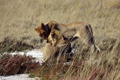 Lion Animals Safari Affection Wild Savannah