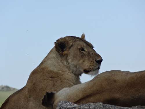 Lioness Nap Savannah
