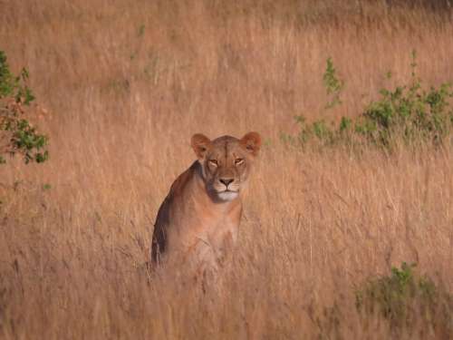 Lioness Savannah Africa Lion Wildlife Nature Cat