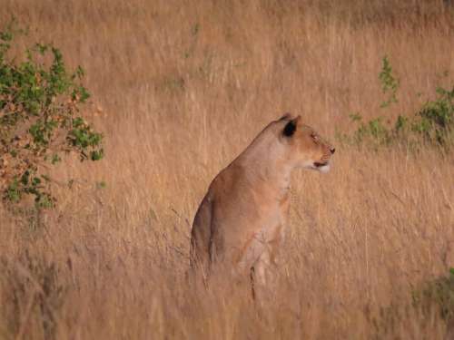 Lioness Kenya Wildlife Africa Nature Animal Wild
