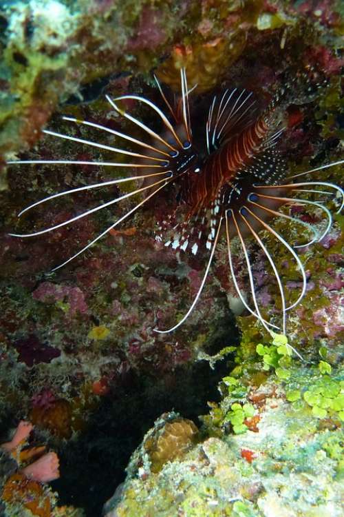Lionfish Pacific Rotfeuerfisch Beautiful Exceptional