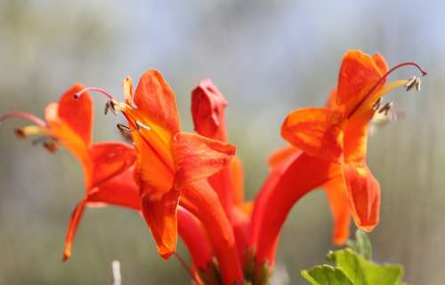 Lipari Blossom Bloom Orange Red Bright Red Plant