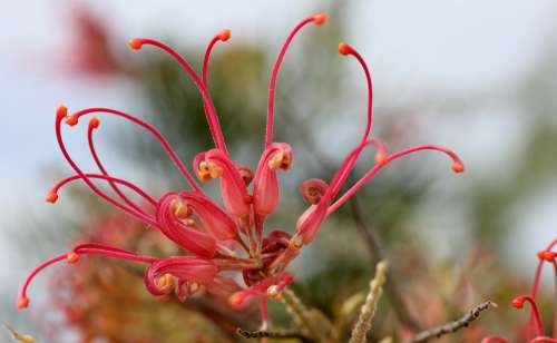 Lipari Blossom Bloom Pink Nature Exotic