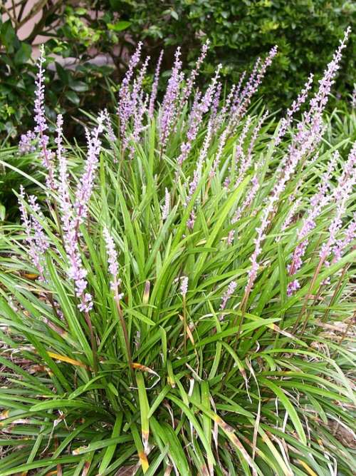 Liriope Flower Lily Grass Grass Spring Summer