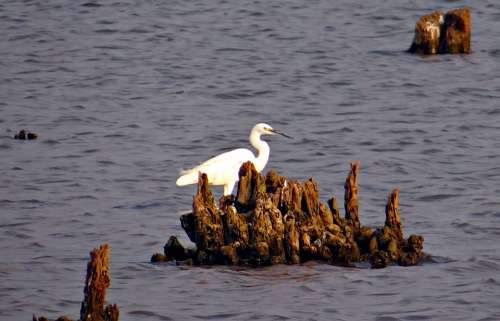 Little Egret Egretta Garzetta Yellow-Footed Egret