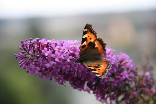 Little Fox Butterfly Blossom Bloom