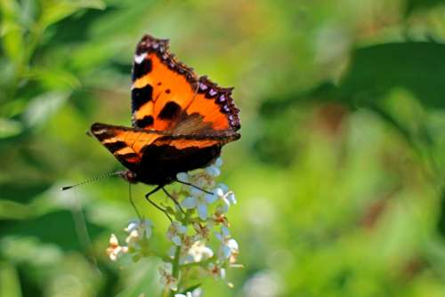 Little Fox Butterfly Butterflies Color Edelfalter