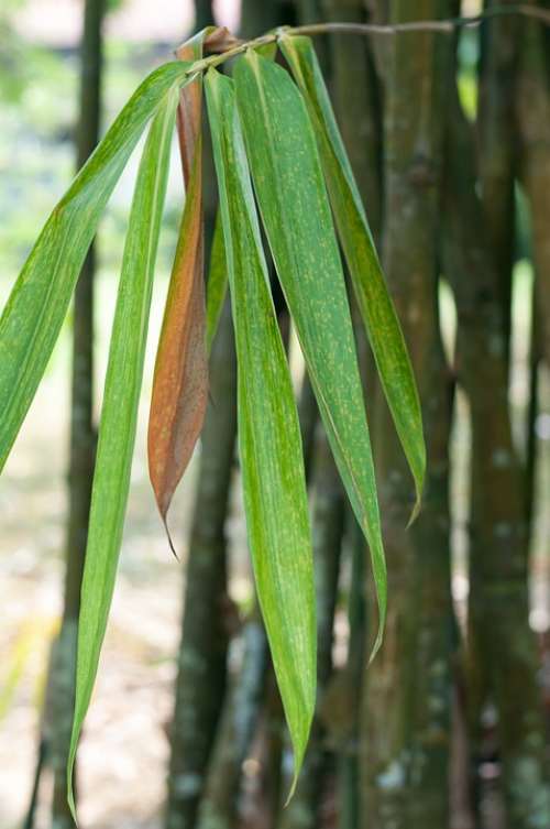 Live Leaf Hope Garden Nature Plant