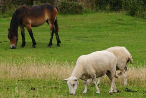 Livestock Sheep Exmoor Nature Somerset Wildlife