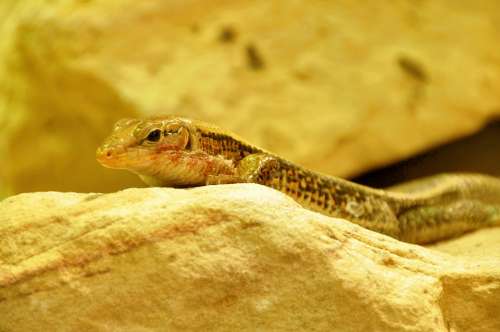 Lizard Reptile Animal Close Up