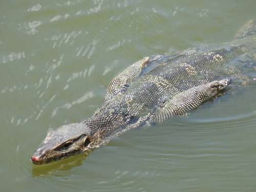 Lizard Water Swimming Iguana Reptile Animal