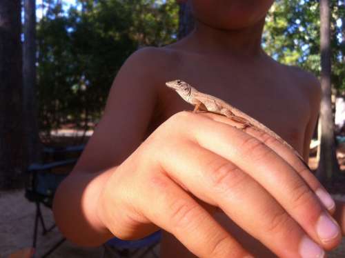 Lizard Hand Florida Reptile Scales Scaly