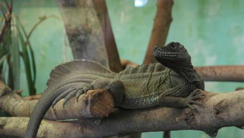 Lizard Zoo Reptile Scale Scaly Green Iguana