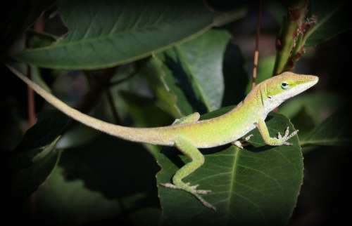 Lizard Reptile Detail Texture Leaf Leaves Nature