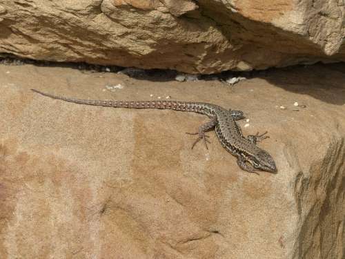 Lizard Animals Nature Reptile Rock Iguana