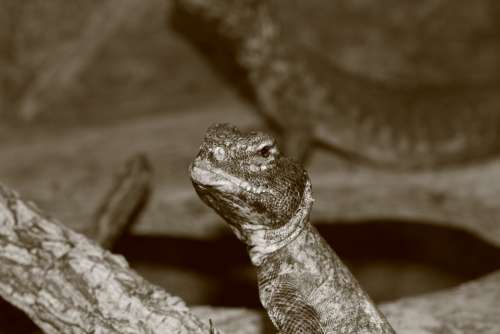 Lizard Reptile Terrarium Urtier Chameleon Jungle
