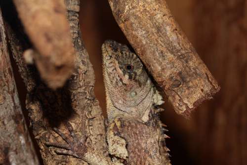Lizard Reptile Terrarium Urtier Dry Hot Jungle