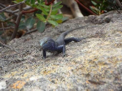 Lizard Endemic Cabrera Reptile Animal Creature