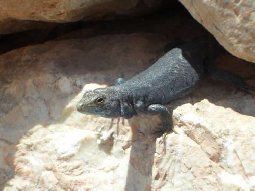 Lizard Close Up Curious Look Out Reptile Animal