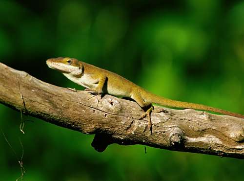 Lizard Animal Reptile Creature Green Iguana