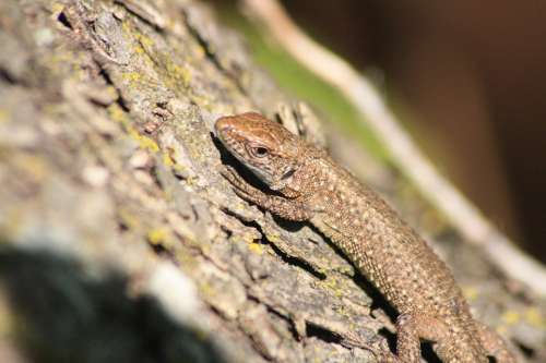 Lizard Animal Marron Tree Macro Nature Autumn