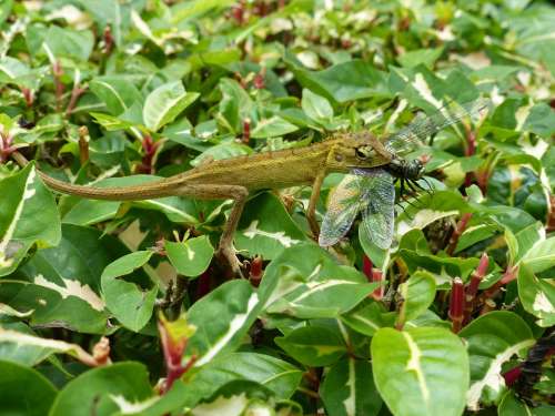 Lizard Dragonfly Nature Animal Wild Eat