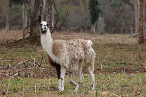 Llama Animal Alpaca Mammal Wildlife Nature