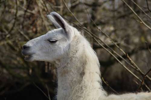 Llama Head Face Pose Livestock Petting Zoo