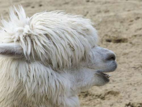 Llama Head Portrait Camel Animal Desert Outside