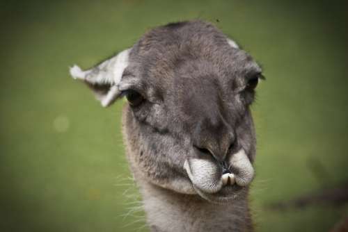 Llama Lama Animals Cute Nature Animal Life