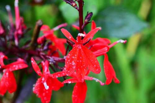 Lobelia Perennial Queen Victoria Red Flower Bright
